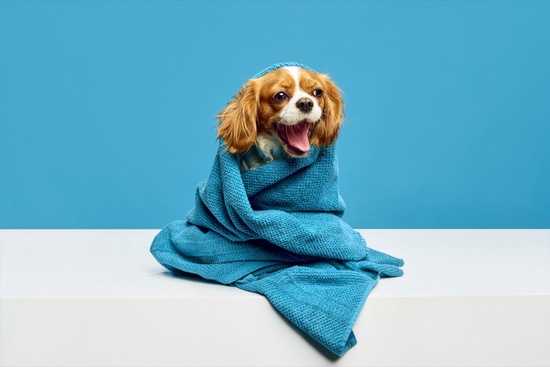 How Well Do You Know Spaniels?