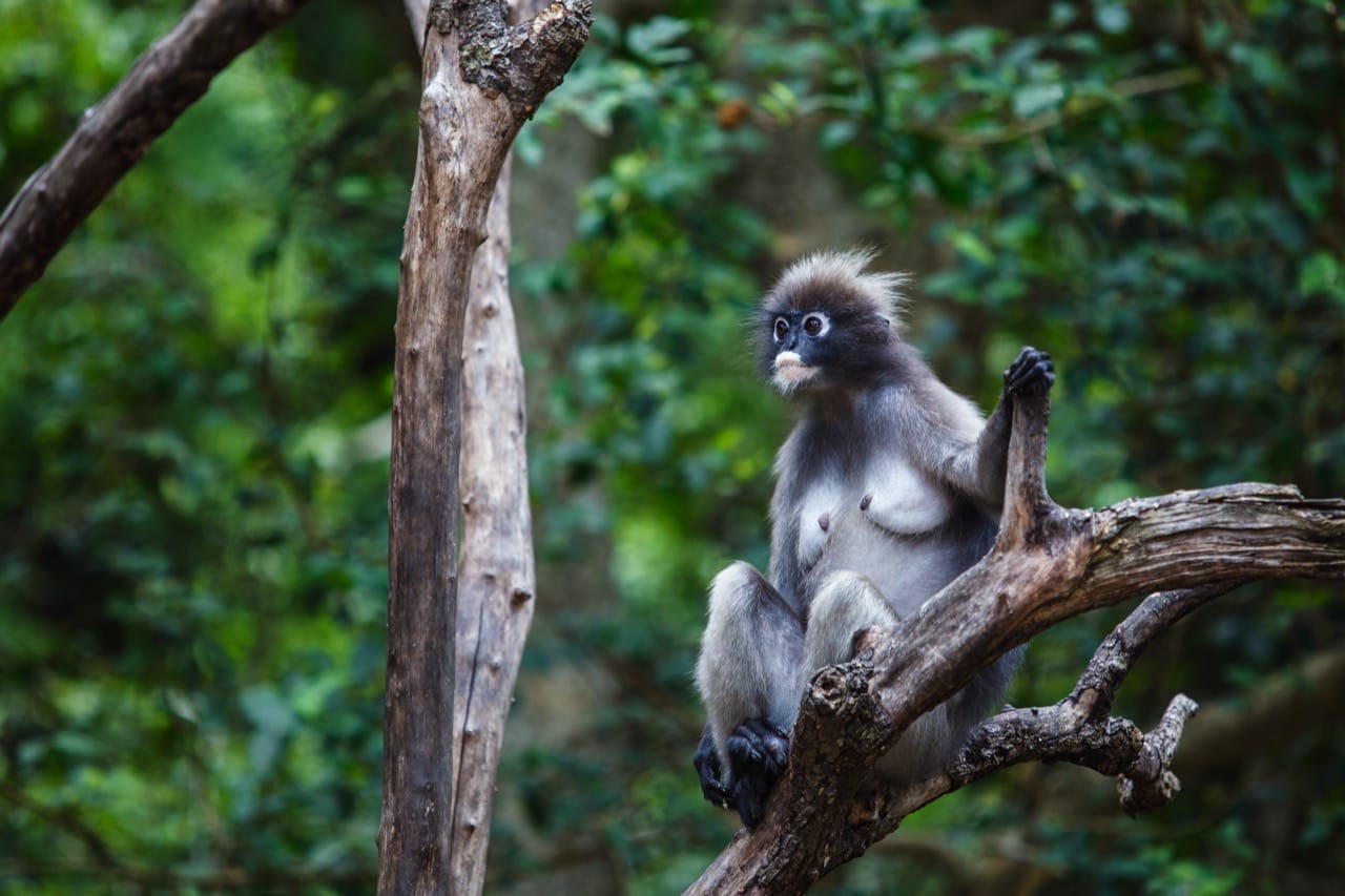 What Do You Know About Mammals?