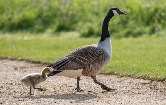 Test Your Knowledge: The Incredible Canada Goose