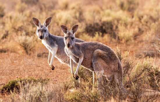 Which Animal Parent Would You Be?