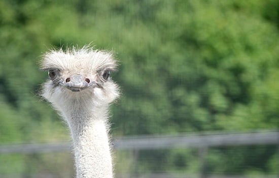 Feathered Curiosities: The Flightless Bird Quiz