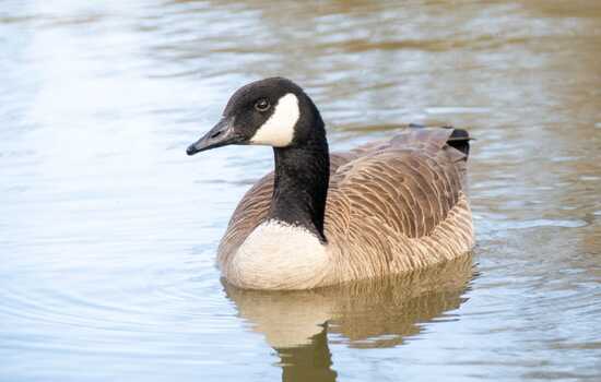 Canada Goose: The Northern Feathered Marvel