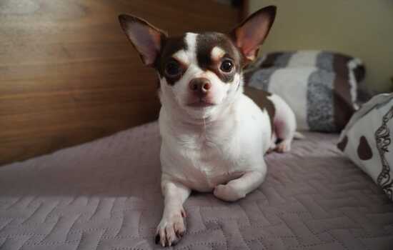 Charming Chihuahua Challenge