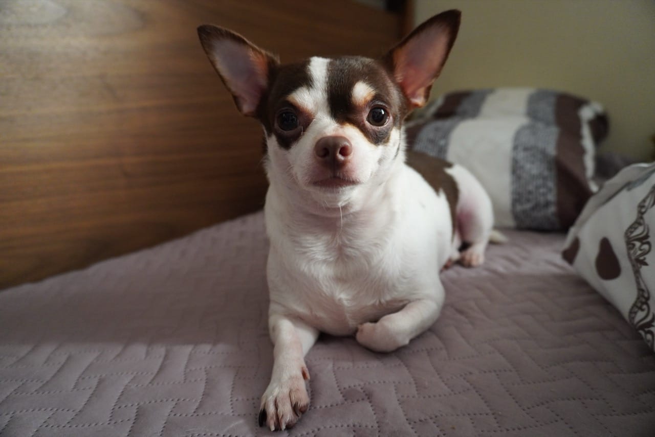 Charming Chihuahua Challenge