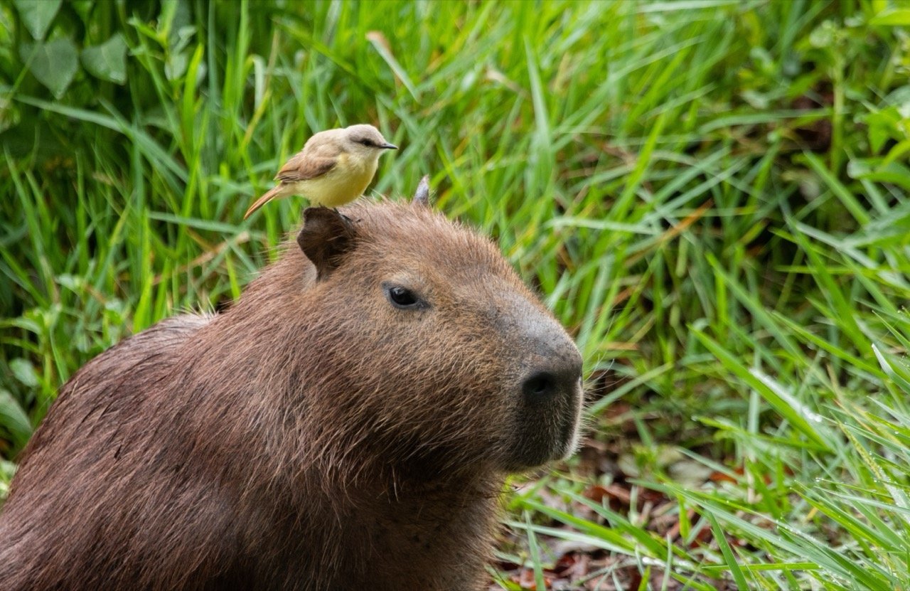 Are You a Capybara Personality Quiz?