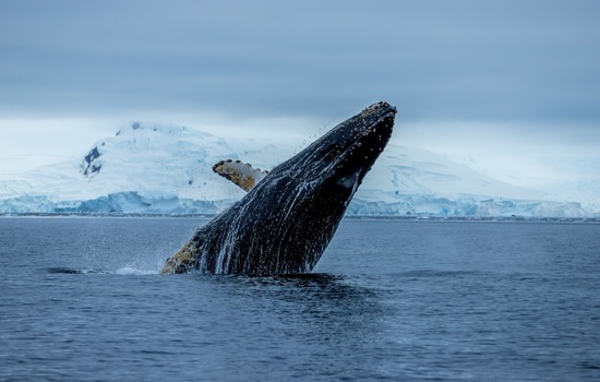 The Marvelous Mysteries of Humpback Whales