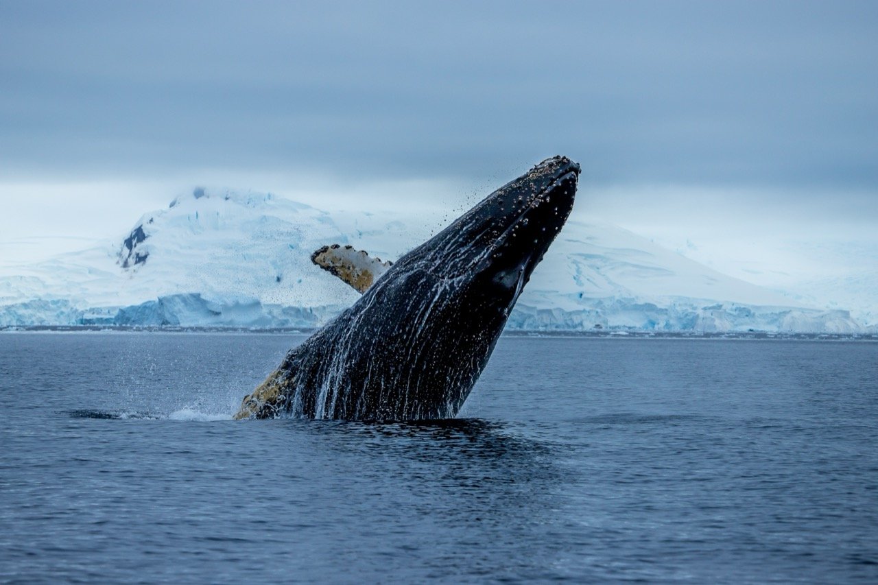 The Marvelous Mysteries of Humpback Whales