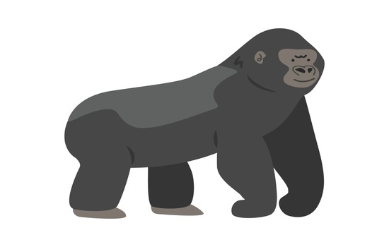 The Amazing Life of Koko the Gorilla