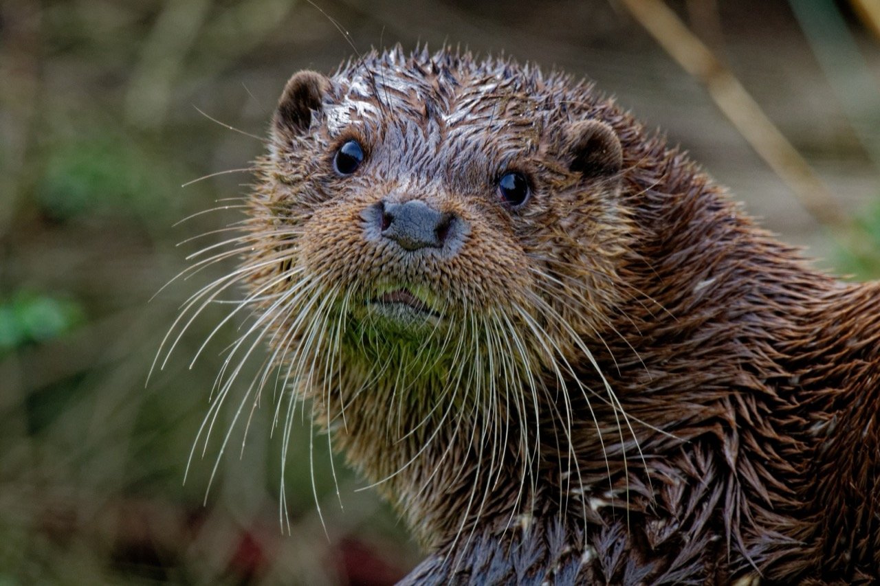 Eurasian Otter Trivia Quiz
