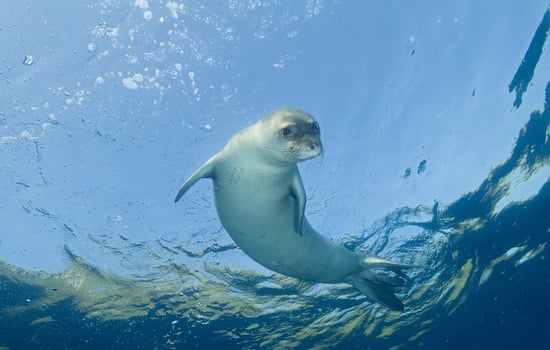 Marvelous Mediterranean Monk Seal Minds