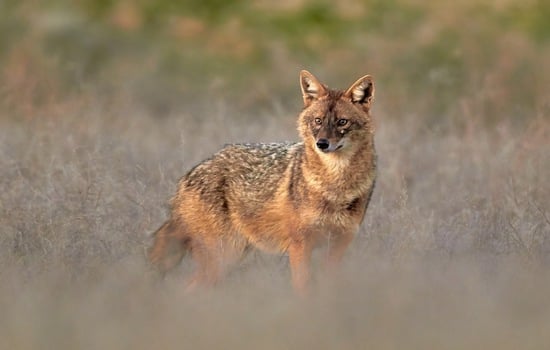 Golden Jackal Trivia Challenge