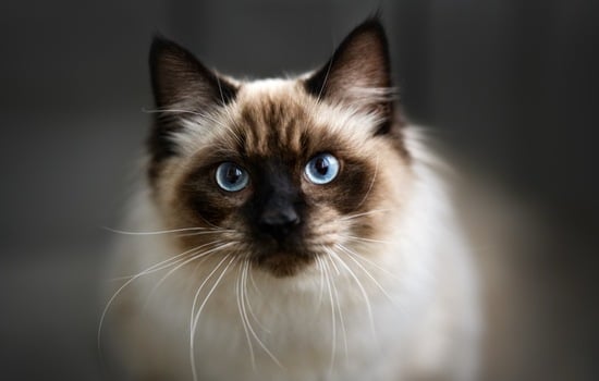 The Cat Chronicles