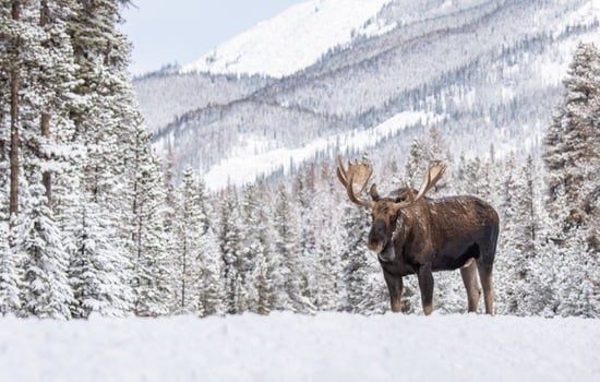 Marvelous Moose: A Trivia Adventure