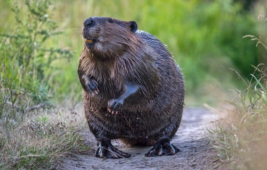 Bountiful Beavers Trivia Challenge