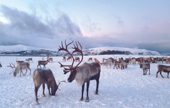 The Great Caribou Conundrum