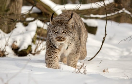 Canada Lynx: The Enigmatic Wildcat Quiz