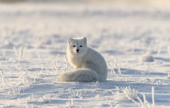 Arctic Fox Fun Facts Quiz