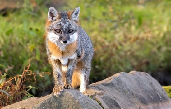 Gray Fox Adventures