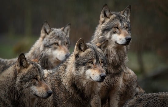 Canine Capers: Test Your Knowledge on the Canidae Family