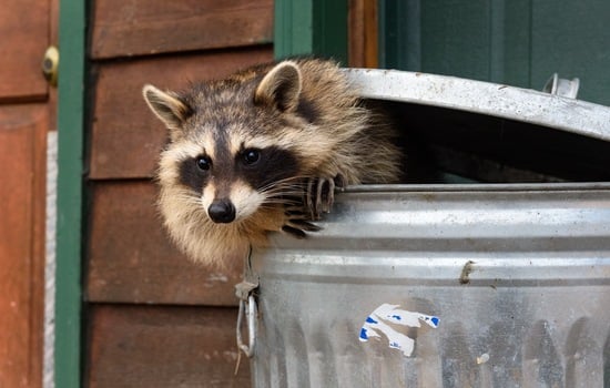 Raccoons: The Bandit Bandwagon Quiz!