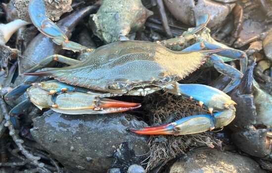 The Blue Crab Bonanza Quiz