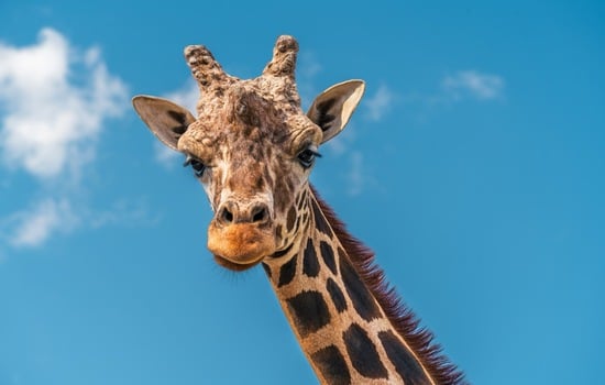 Discover the World of Giraffes: A Neck Above the Rest