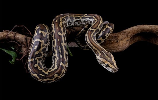 The Slithering Secrets of the Burmese Python