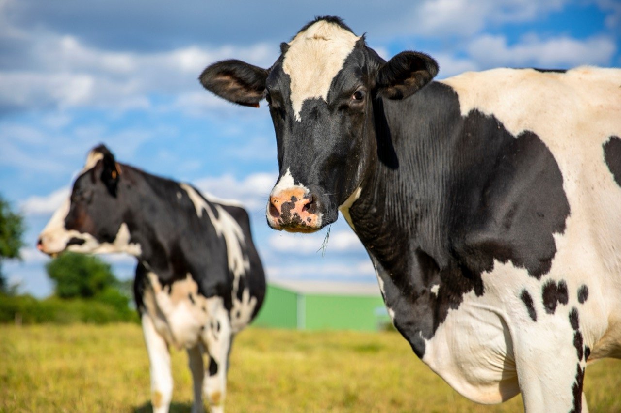 Udderly Fascinating: The Ultimate Cow Trivia Quiz