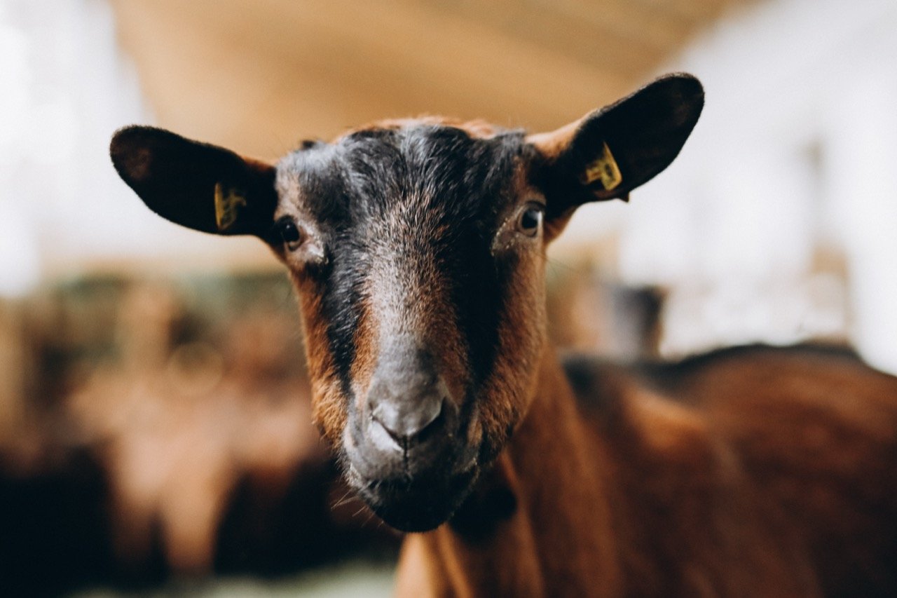 The Alpine Goat Adventure Quiz