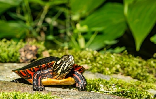 Intriguing Exploration: The Painted Turtle Quiz