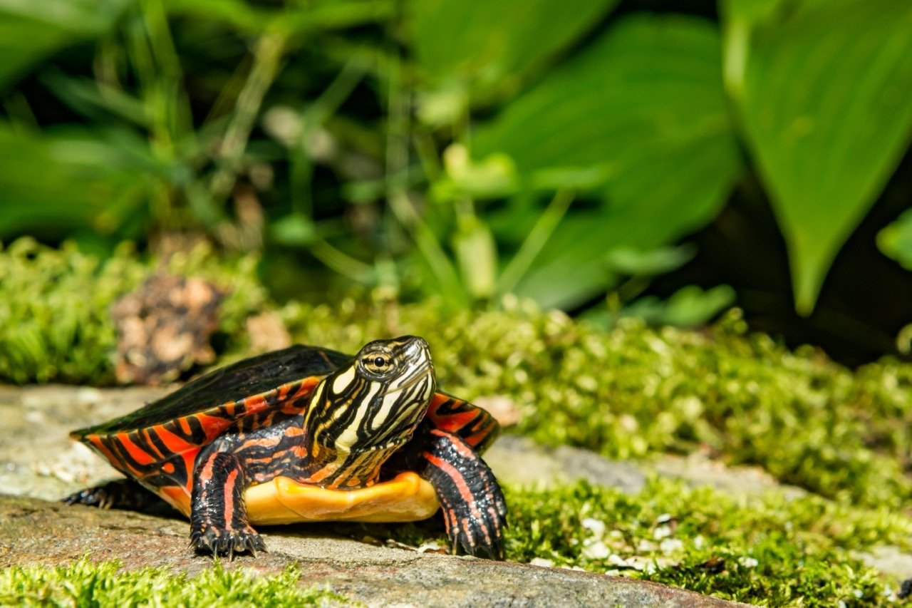 Intriguing Exploration: The Painted Turtle Quiz
