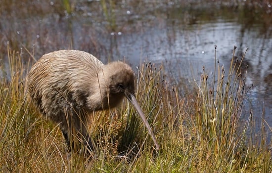 The Great Spotted Kiwi Quiz Extravaganza!