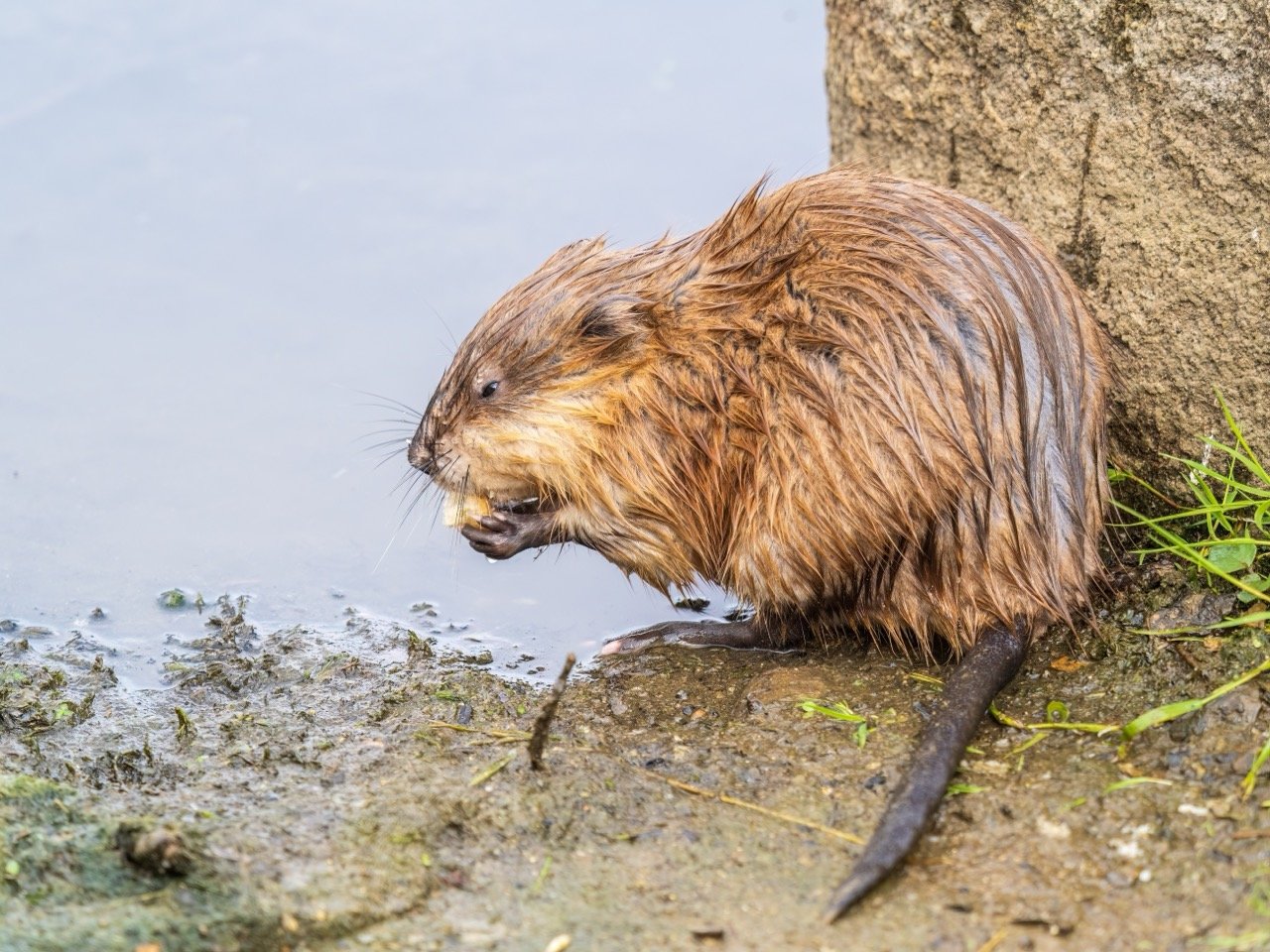 The Marvelous Muskrat Quiz