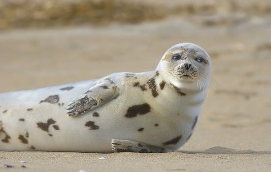Harp Seal Trivia Extravaganza!