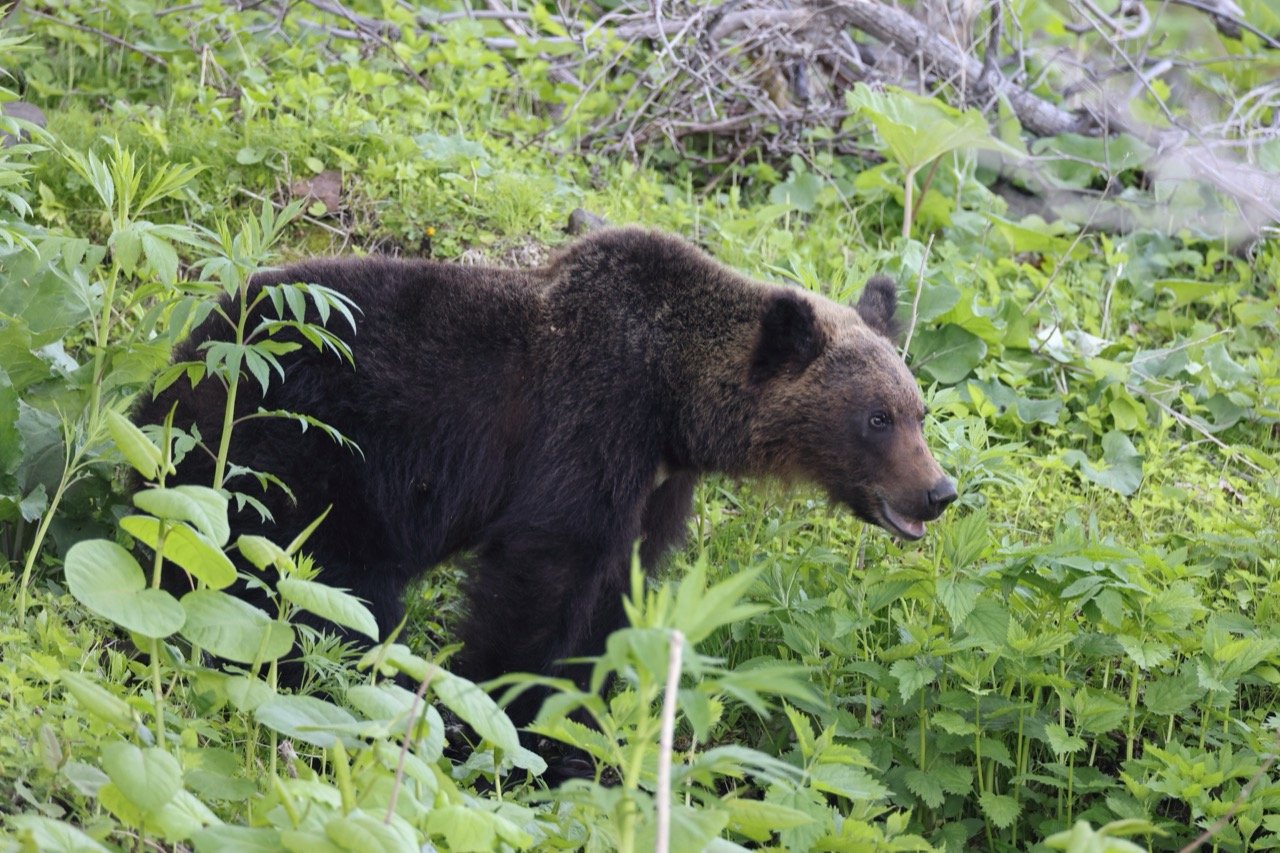 Unraveling the Mysteries of the Ussuri Brown Bear
