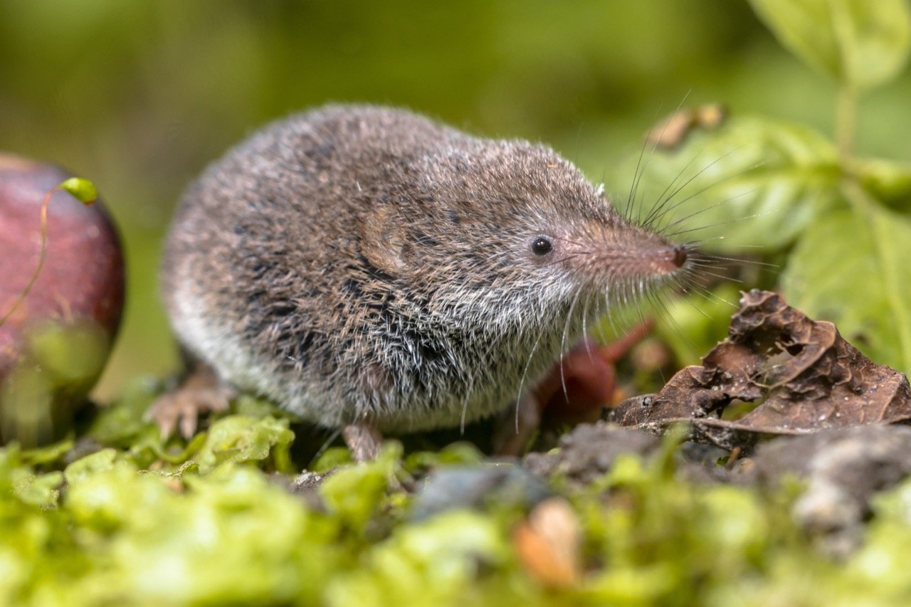 Amazing Azumi Shrew Trivia