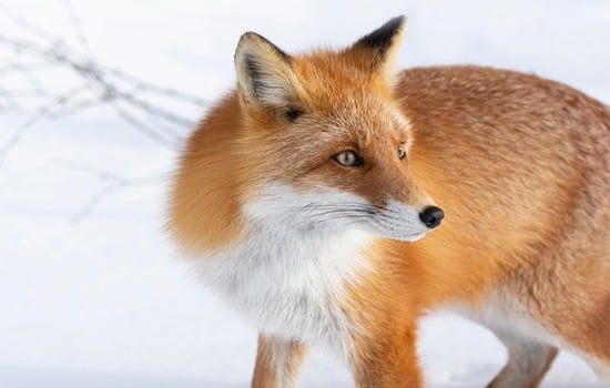 Fantastic Facts About the Ezo Red Fox