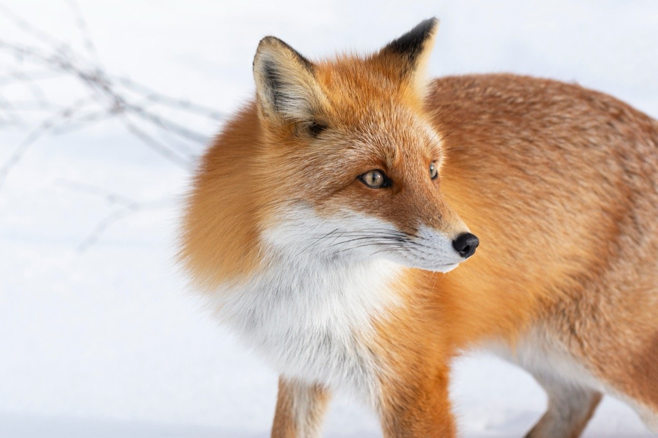 Fantastic Facts About the Ezo Red Fox
