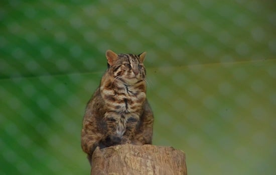 The Mystery of the Iriomote Cat