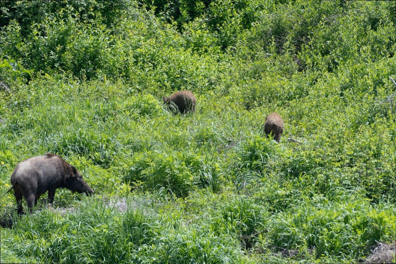 Wild and Wondrous: The Japanese Boar Quiz