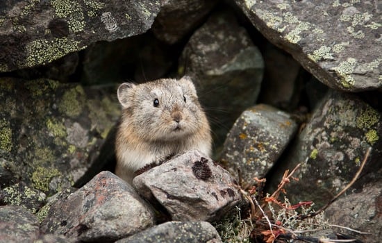 Northern Pika Enthusiast Quiz
