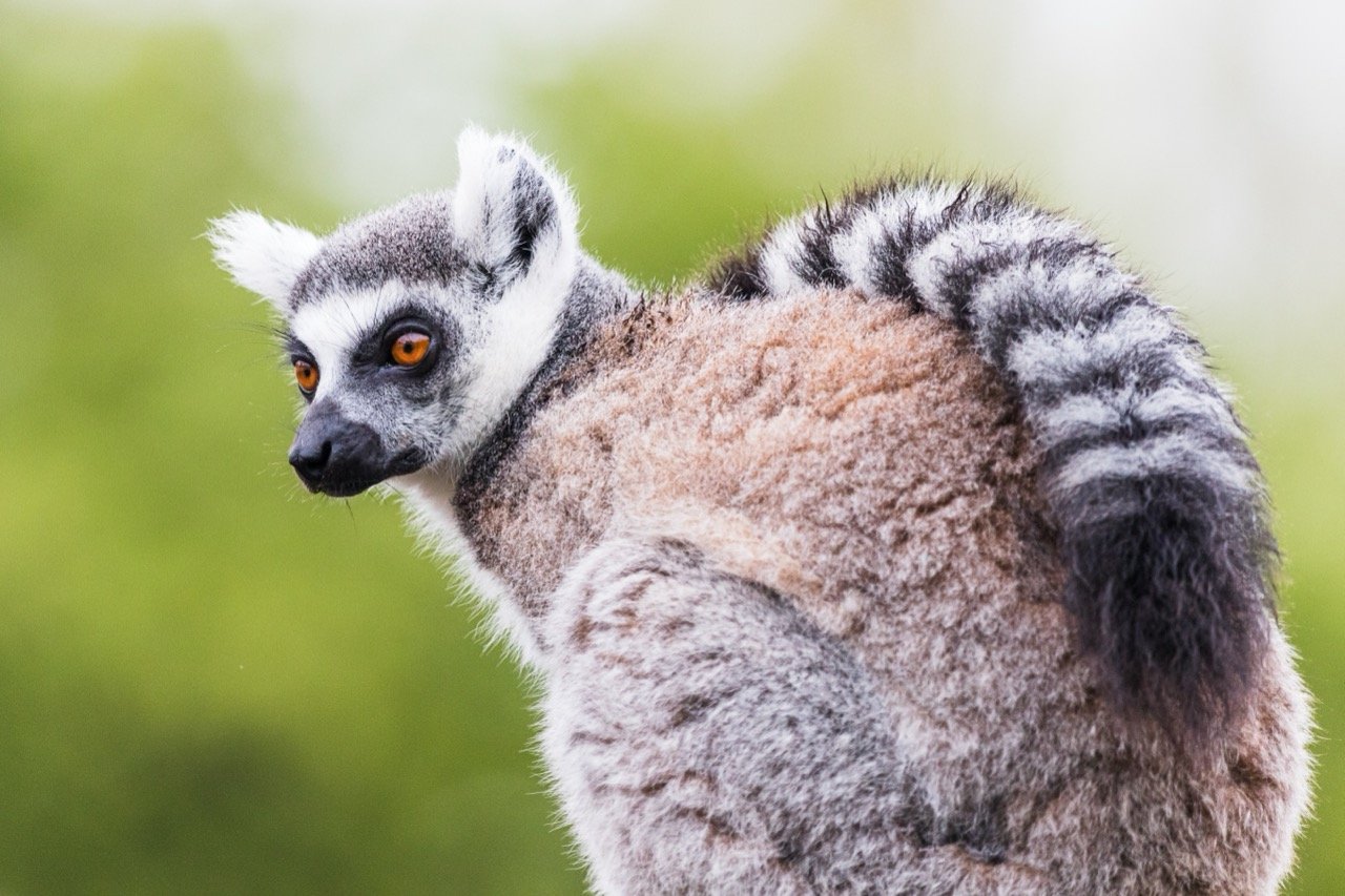 The Ring-tailed Lemur: A Fun Fact Extravaganza