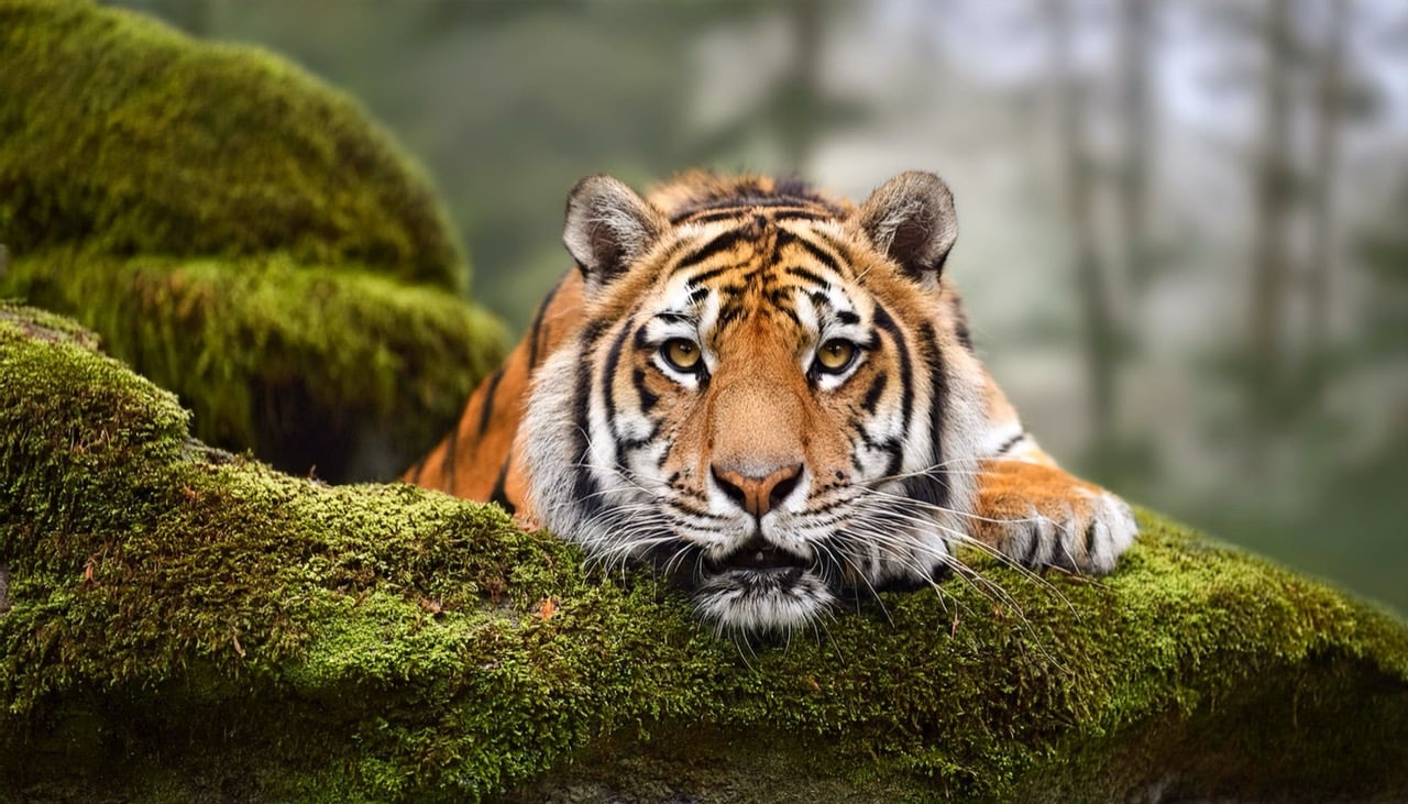 Tigers: Majestic Predators of the Wild