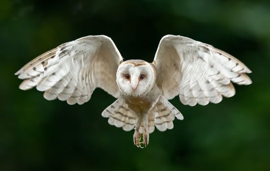 The Wondrous World of Barn Owls
