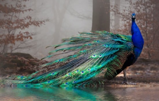 Peacocks: Vibrant Wonders of Nature
