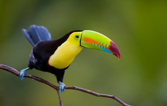 The Keel-Billed Toucan Trivia Challenge