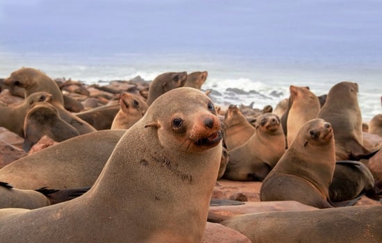 Harbour Seals: Fascinating Flippers Quiz