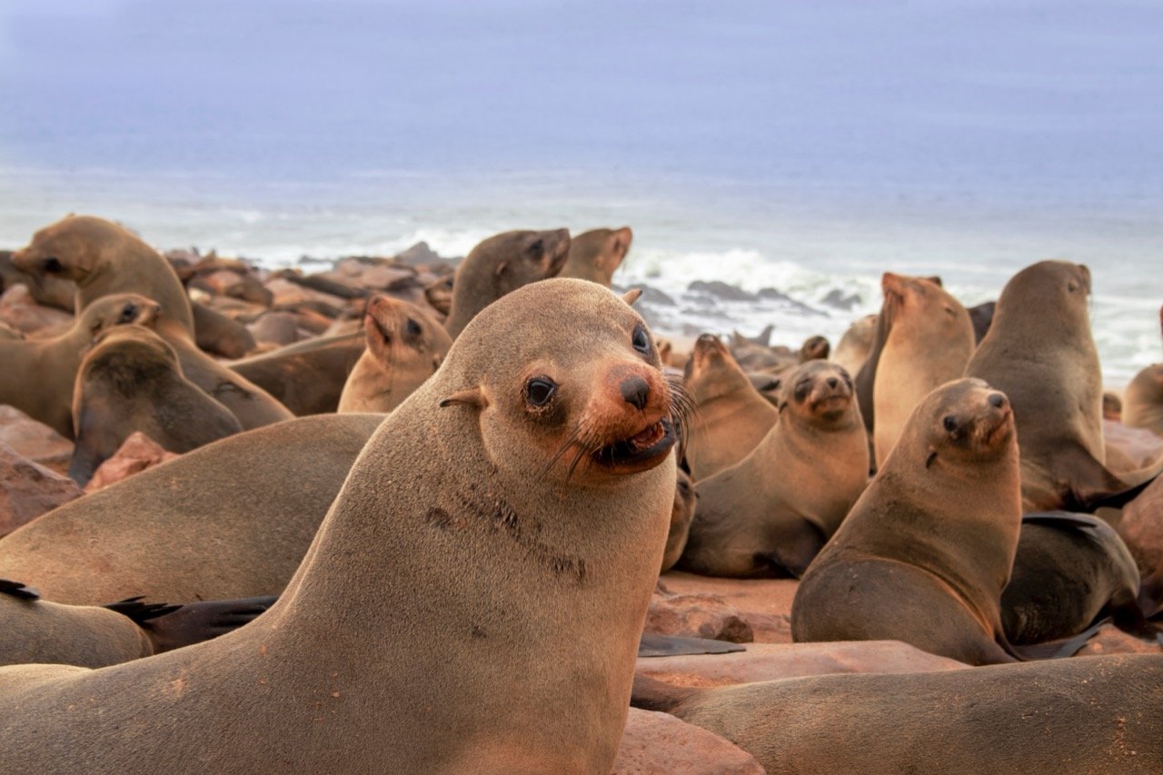 Harbour Seals: Fascinating Flippers Quiz