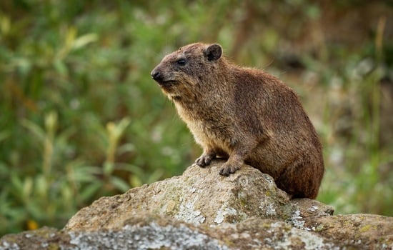 The Hyrax Hoot: A Whirlwind Tour of Trivia