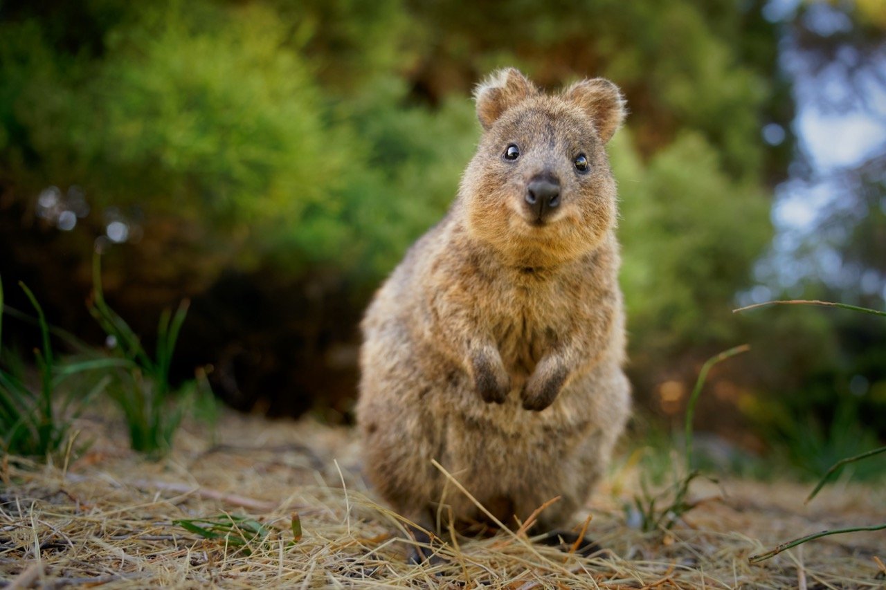 The Questing Quokka Quiz: Can You Conquer the Challenge?